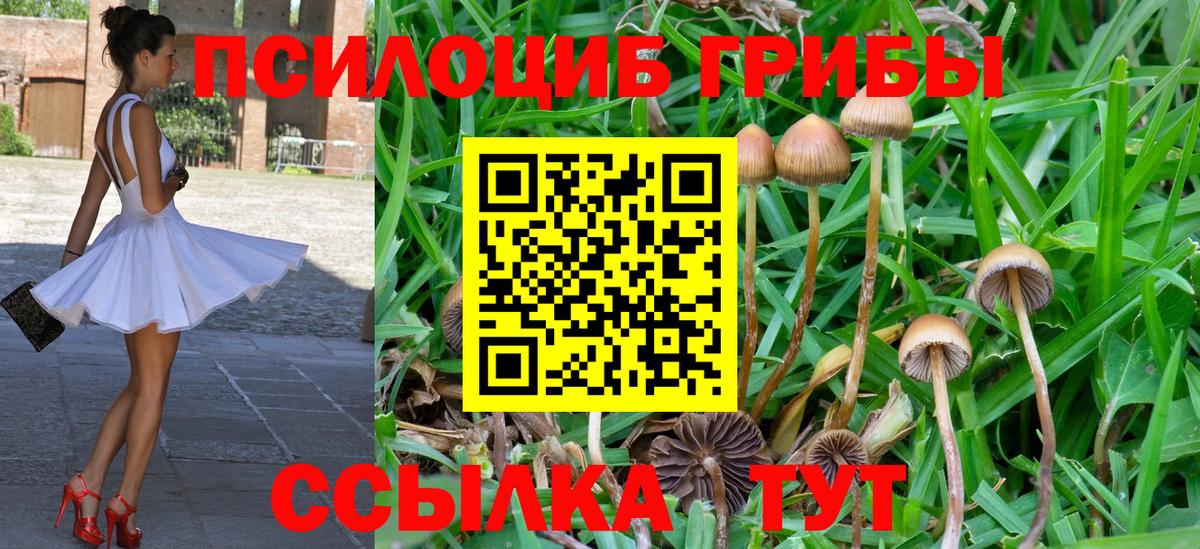 Осинники  Псилоцибиновые грибы Psilocybe  Вход с VPN 